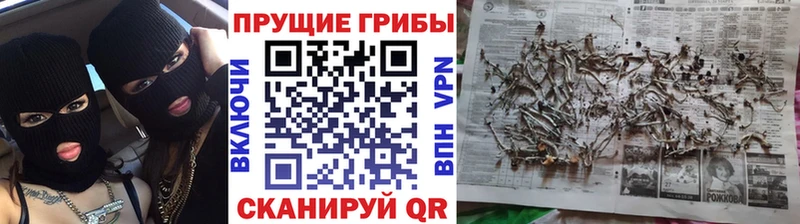 Псилоцибиновые грибы Psilocybe  Прохладный 